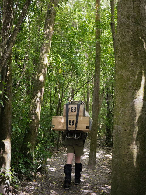Person walking away along a forest track carrying several wooden trap boxes
