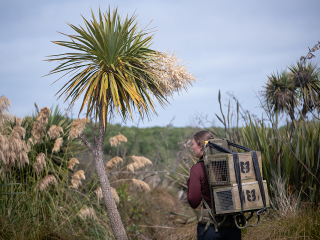 Person carrying a pack of wooden traps through a wetland among tī kōuka and sedges