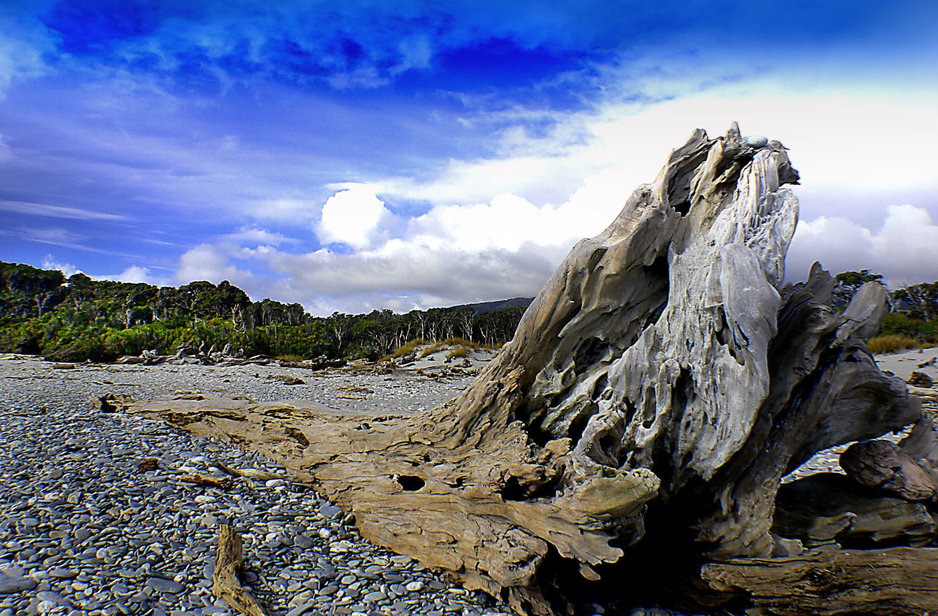 Large weathered driftwood stump on a stony beach backed by coastal forest under building cloud