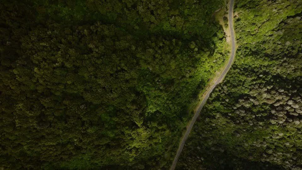 Aerial view of dense native forest canopy