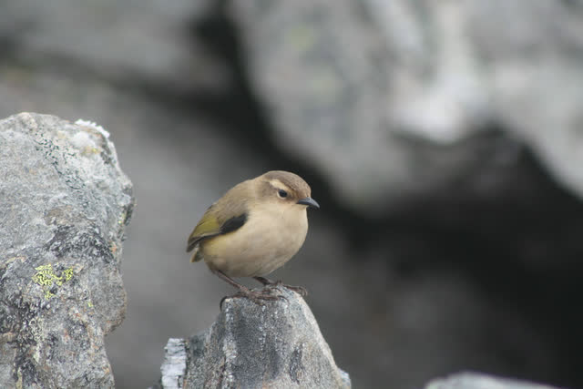 Rock wren perched among alpine rocks