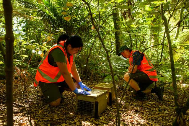 People working with a trap in forest