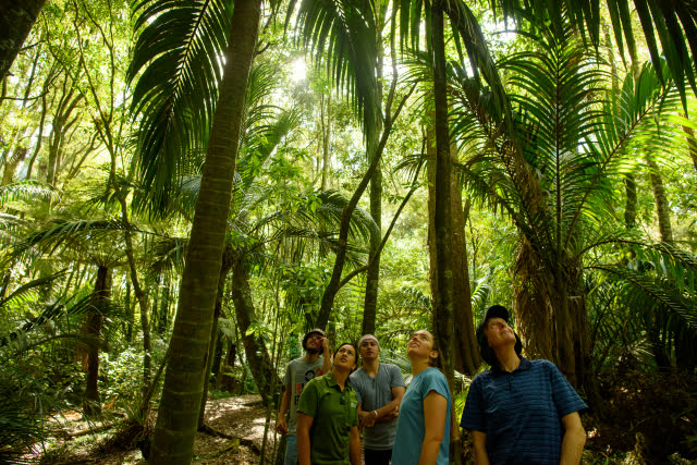 People looking up into a forest canopy