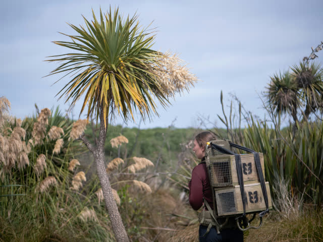 A person carrying traps through wetland vegetation
