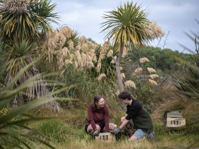 Two people checking a trap among wetland vegetation