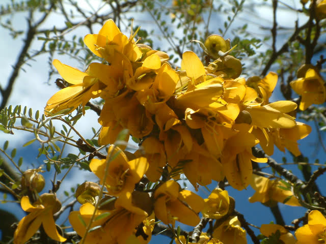 Kōwhai flowers and leaves against the sky