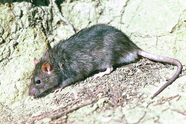 Norway rat in side profile on the ground