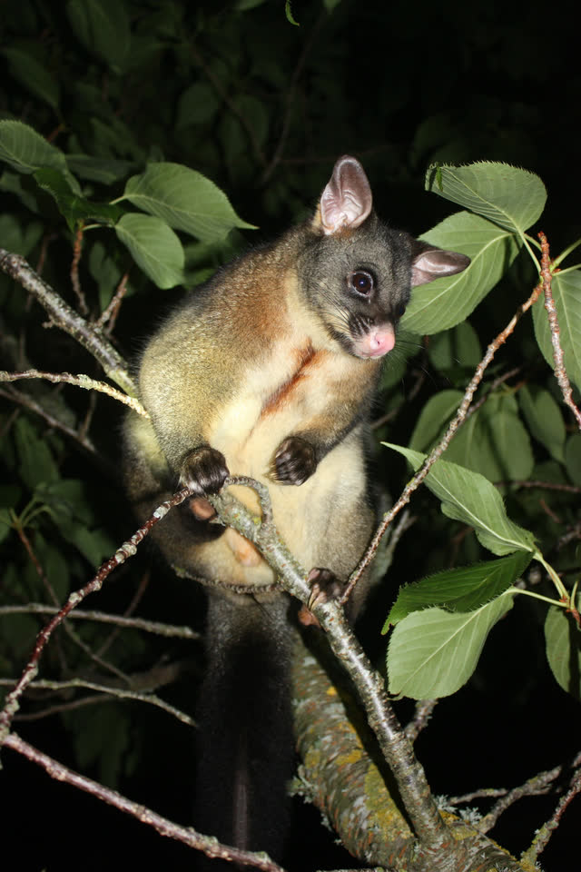 Common brushtail possum among branches and foliage